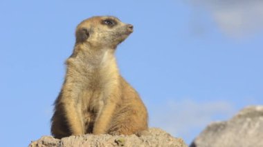 suricata.