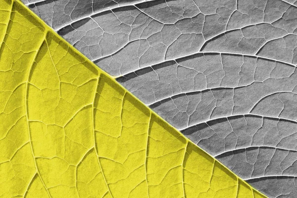 Green leaf with close-up plant veins. Natural background — Stock Photo, Image