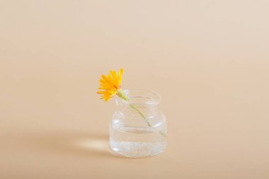 Katı bir arka planda cam bir şişede minyatür sarı kır çiçeği