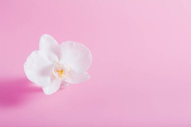 Pembe arka planda beyaz orkide ve minimalist bir konsept. Boş tebrik kartı 8 Mart, Anneler Günü