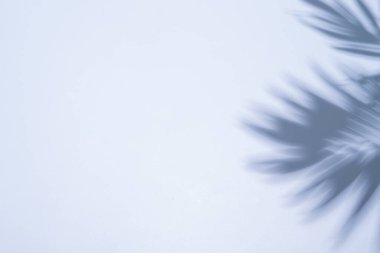 Fotokopi alanı olan mavi bir arka plandaki palmiye dalının gölgesi. Moda yaz arkaplanı