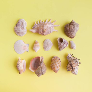 Sarı arka planda deniz kabuklarının ve okyanusların en üst görüntüsü. Yaratıcı yaz soyut düz arkaplanı