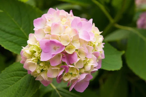 Boule Hortensia Jaune Rose Dans Jardin Fond Fleuri Été — Photo