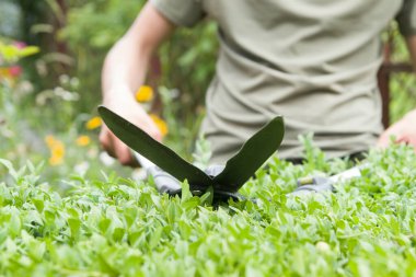 Bahçede büyük bahçe makasıyla budanmış çalılar.