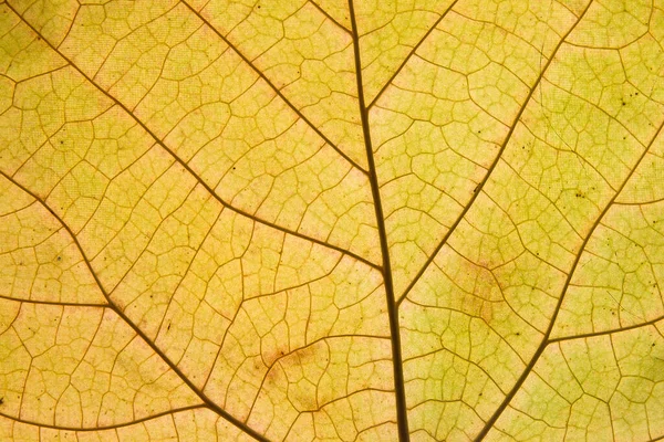 Foglia Caduta Verde Arancio Con Venature Ravvicinate Texture Delle Foglie — Foto Stock