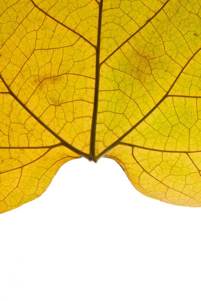 Fragment Fallen Leaf Veins Close Autumn Leaf Texture — Foto de Stock