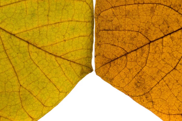 Fragments Fallen Leaves Close Veins Autumn Leaf Texture — Photo