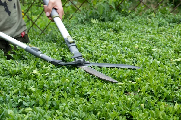 Обрезка кустарников в саду с большими садовыми ножницами — стоковое фото