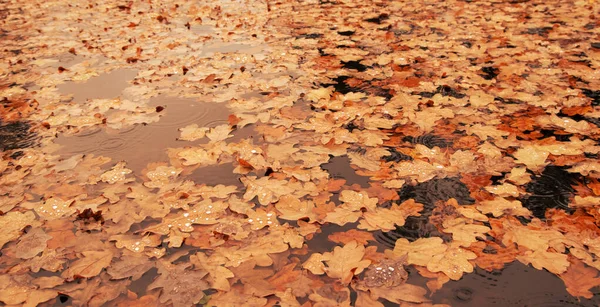 Feuilles Chêne Automne Tombées Dans Lac Sous Pluie Nature Automnale — Photo