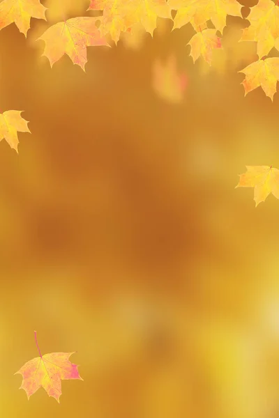Herbst Orange Ahornblätter Auf Orangefarbenem Vertikalen Hintergrund Mit Kopierraum — Stockfoto