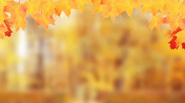 Yellow Orange Maple Leaves Frame Autumn Nature Background — Stock Photo, Image