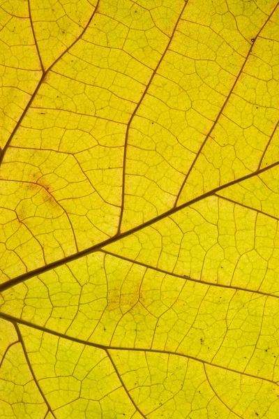 Autumn Leaf Texture Close Veins — Stock Photo, Image