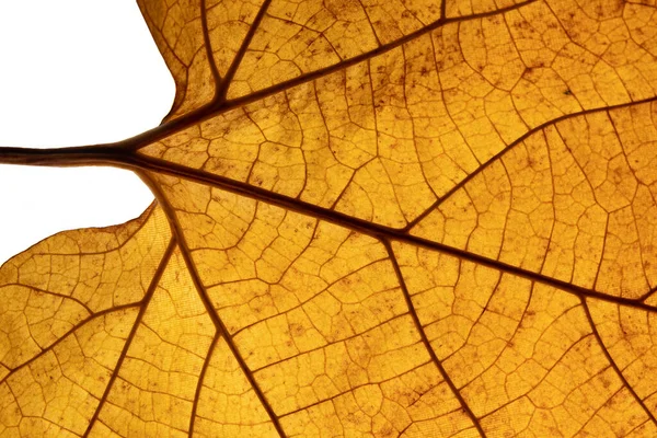Autumn Leaf Texture Close Veins — Stock Photo, Image