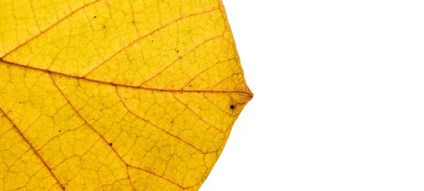 Herbst Blatt Textur Nahaufnahme Mit Adern Banner Format Mit Kopierraum — Stockfoto
