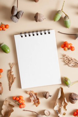 Dağ külleri, meşe palamutları, dökülen yapraklar, boş bir kopya alanı defteri olan koniler.