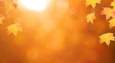 Kırmızı-turuncu akçaağaç yaprakları sonbahar tabiatının arka planında ormandaki Bokeh ile birlikte.