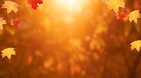 秋の大自然を思わせる赤オレンジ色のカエデの葉と森の中のボケ — ストック写真