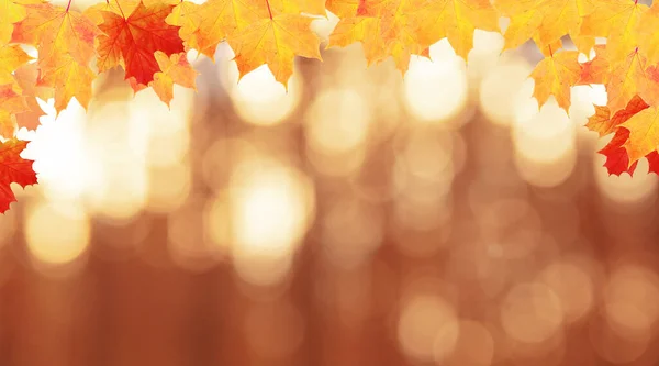 Red Orange Maple Leaves Frame Autumn Nature Background Bokeh Forest — Stock Photo, Image