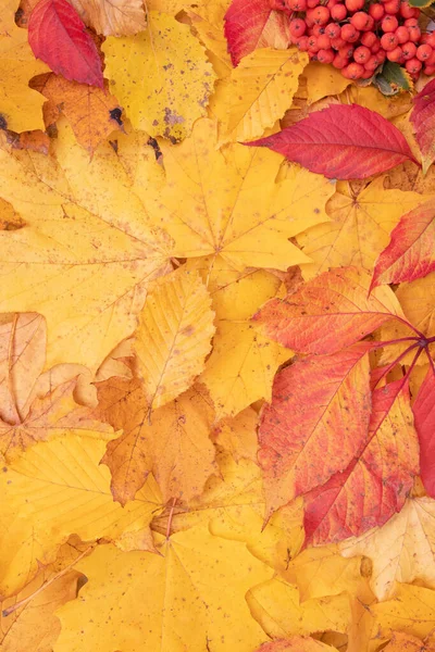 Herbstblätter Fallen Von Ahorn Und Eberesche Herbst Natürlichen Hintergrund Vertikales — Stockfoto