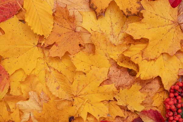 Autumn Leaves Fallen Maple Mountain Ash Autumn Natural Background — Stock Photo, Image