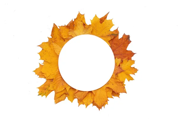 秋の紅葉と白に隔離された円形のコピースペースを持つローワン — ストック写真