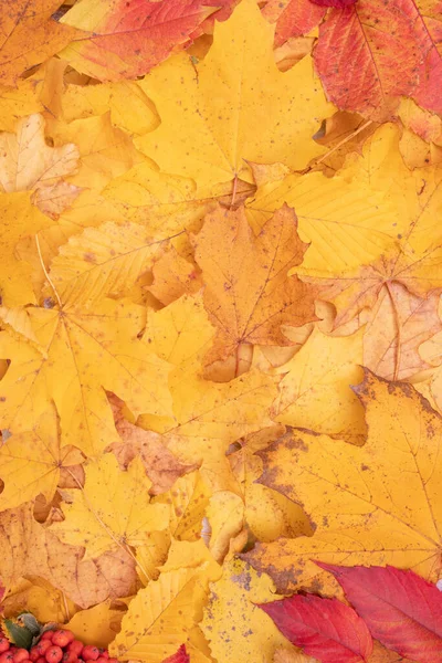 Herbstblätter Fallen Von Ahorn Und Eberesche Herbst Natürlichen Hintergrund Vertikales — Stockfoto