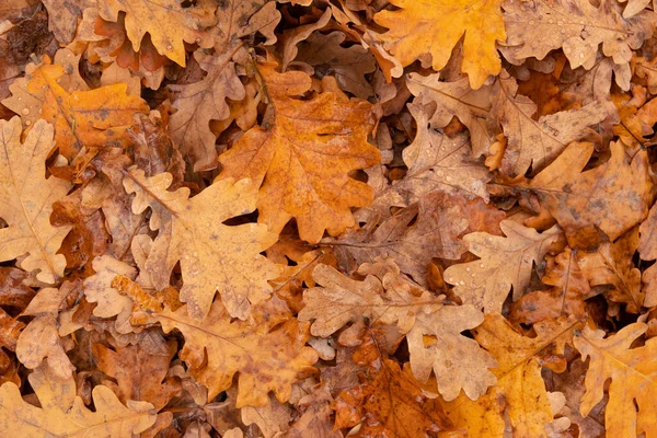 Herfst Bladeren Vallen Van Eiken Boom Met Regendruppels Herfst Natuurlijke — Stockfoto