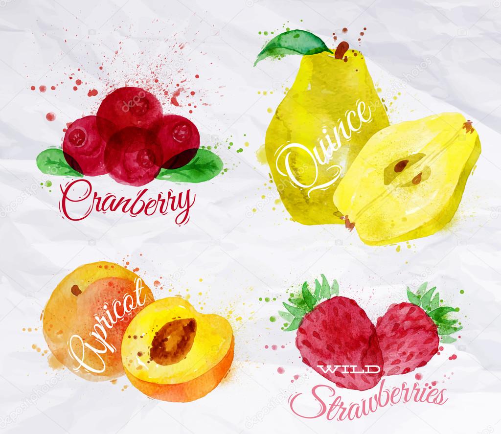 Fruit watercolor cranberry, quince, apricot, wild strawberries