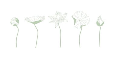 Lily siluetleri açık yeşil arkaplanda grafik sanatında farklı şekiller çiziyor