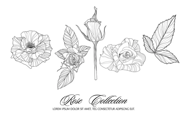 Colección de bocetos Rose — Vector de stock