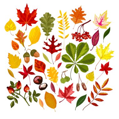 Renkli sonbahar yaprakları..