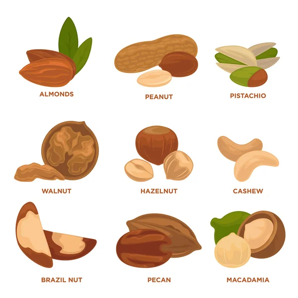 Nueces maduras e iconos de semillas — Vector de stock