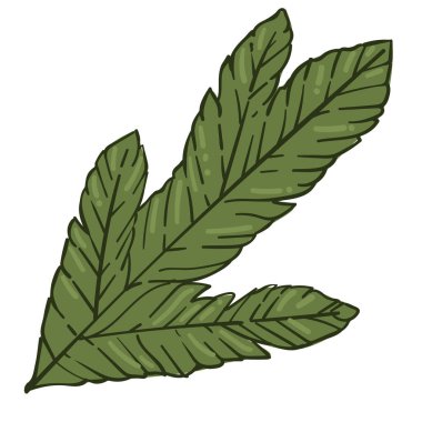 İğneli Evergreen ardıç dalı, izole edilmiş çam ağacı dalı. Yeni yılın, Noel 'in ve kış tatillerinin sembolü. Xmas için geleneksel işaret, ev dekorasyonu için botanik kompozisyonu. Düz biçimli vektör