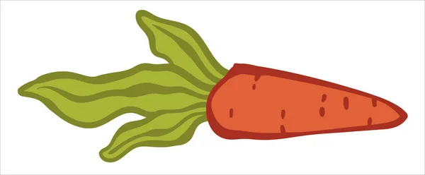 有机蔬菜 孤立的成熟胡萝卜图标与绿叶 含抗氧化剂和维生素 健康食品和生活方式的产品 节食和营养素食 矢量呈扁平型 — 图库矢量图片