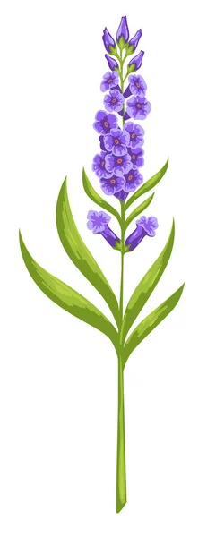 Flor Violeta Flor Icono Aislado Flora Elegante Tierna Con Follaje — Vector de stock