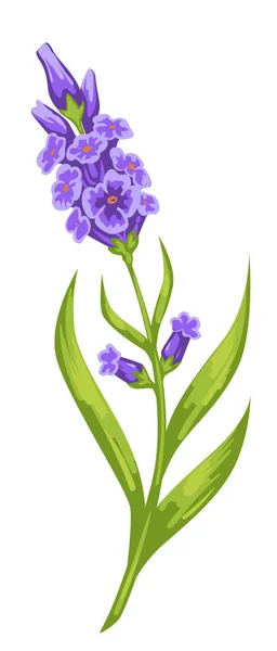 Bloeiende Bloem Met Violette Bloeiende Geïsoleerde Flora Met Groen Blad — Stockvector