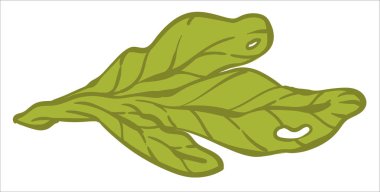 Sağlıklı beslenme, yeşil salata yapraklarının izole edilmiş ikonu. Marketten ya da marketten alınmış sebzeler. Frisee veya lahana yaprağı, vitamin ve minerallerle dolu buzdağı. Düz biçimdeki menü vektörü
