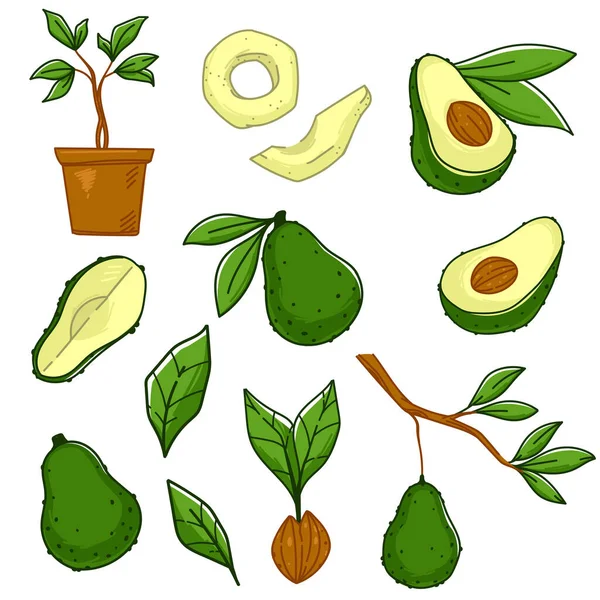Vegetais abacate crescendo em árvore ramo vetor —  Vetores de Stock