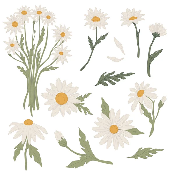 Ramo de flores de manzanilla en flor, vector floral — Vector de stock