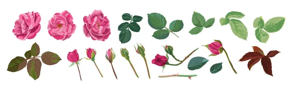 Rozenbloemenelementen, bloemblaadjes en bloemknoppen met bladeren — Stockvector