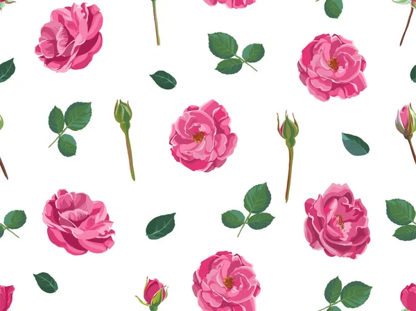 Rosa-de-rosa com pétalas e folhas sem costura padrão —  Vetores de Stock