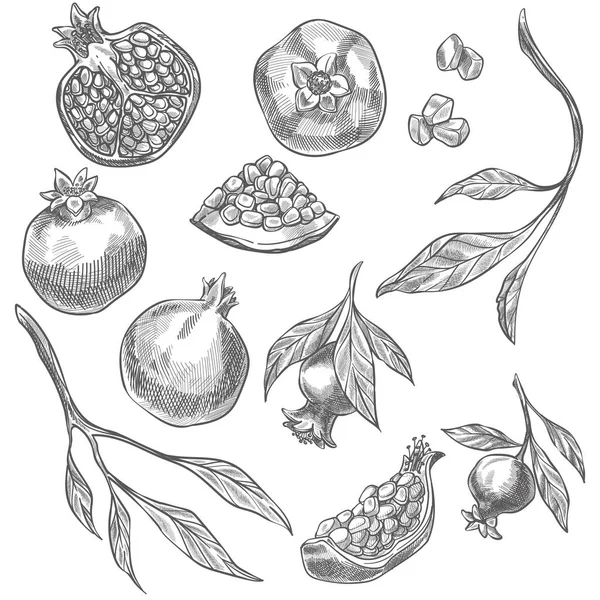 Granatapfel schmackhafte Frucht, Prozess des Wachstums Vektor — Stockvektor