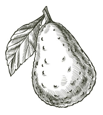 Avokado olgun sebze ve yaprak monokrom çizimi.