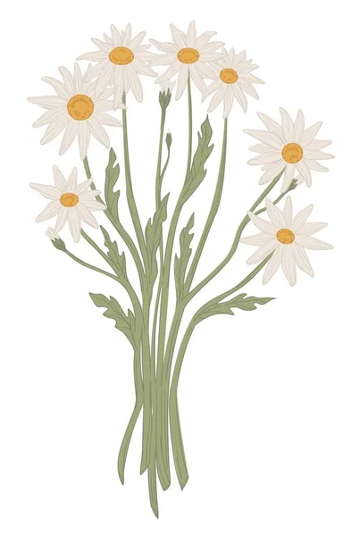 Bouquet of camomiles, bunch of white wild flowers — Stock Vector