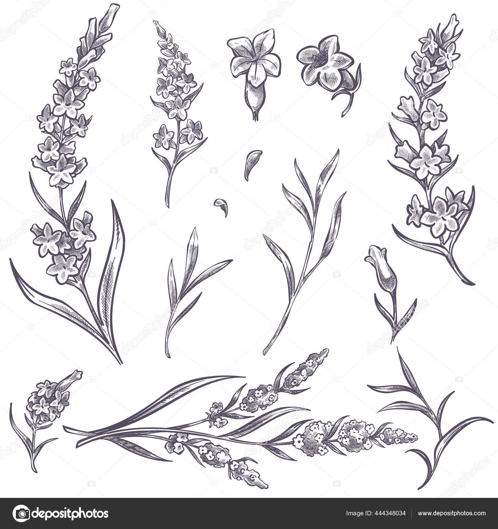 Lavender Sprig Drawing