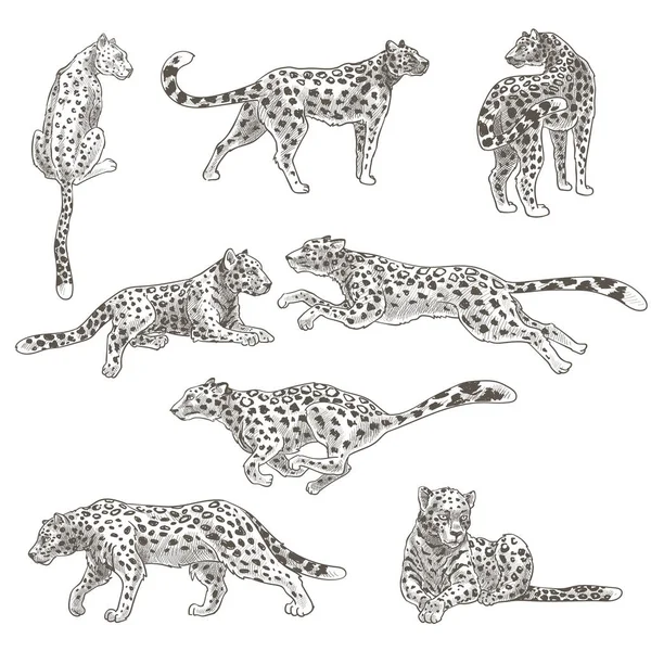 Animal leopardo parado e em movimento, gato felino —  Vetores de Stock