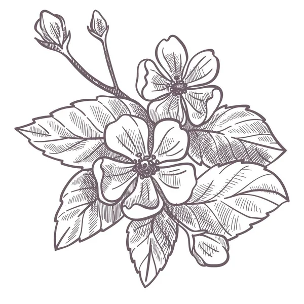 Fleur de cerisier, buisson de fleurs et de feuilles — Image vectorielle