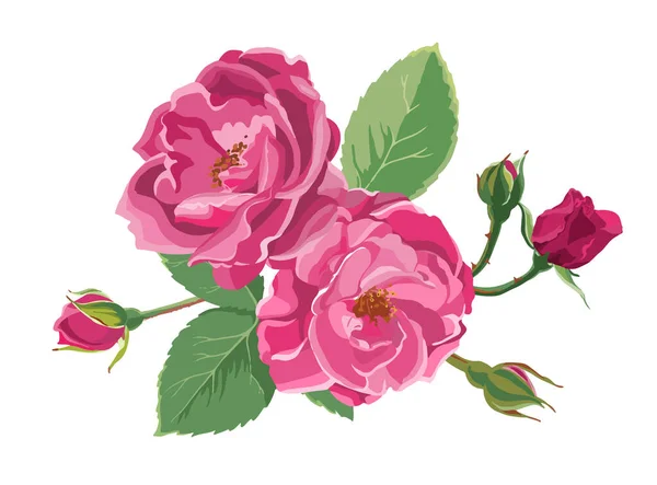 Blooming roses or peonies with leaves and buds — Stock Vector