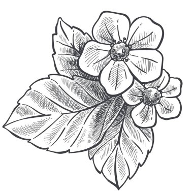 Yapraklı ve çiçekli çilek bitkisi