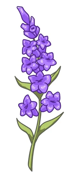 Rama de lavanda con floración, flores en flor — Vector de stock